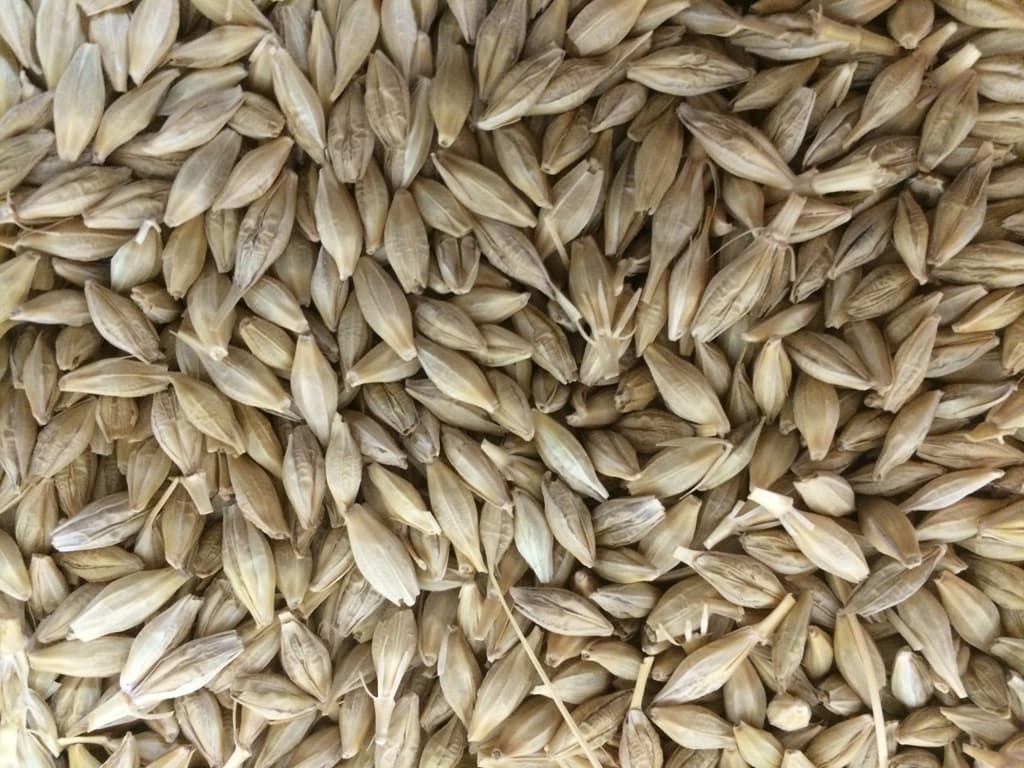 barley