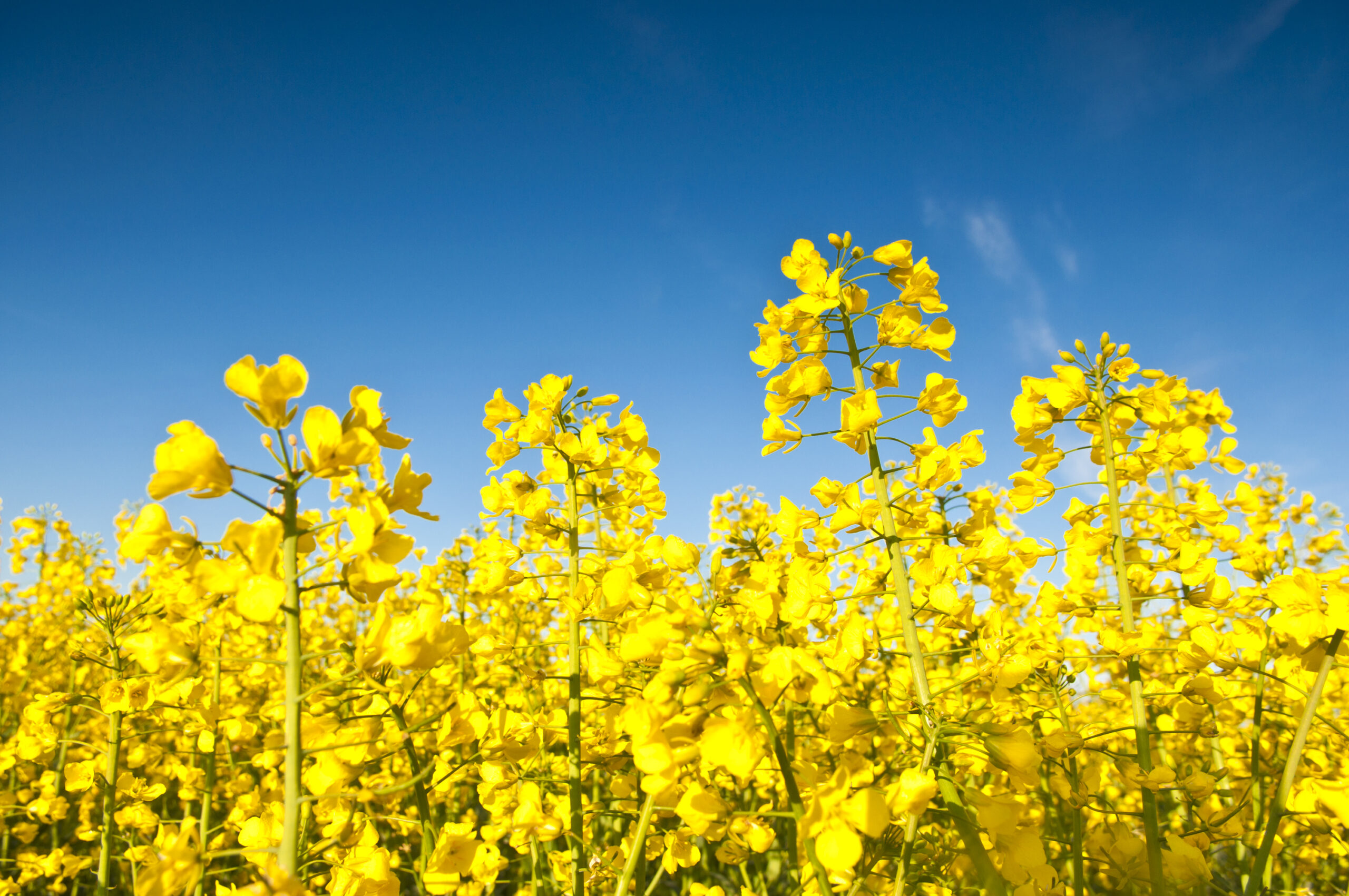 Vibrant yellow crop of canola grown as a healthy cooking oil or conversion to biodiesel as an alternative to fossil fuels. These crops are becoming ever more popular as fossil fuel production nears its peak.