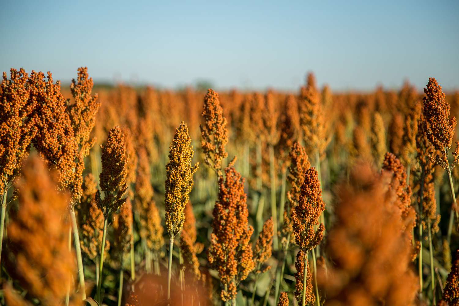sorghum